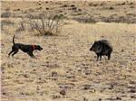 Javelina hunting ranches