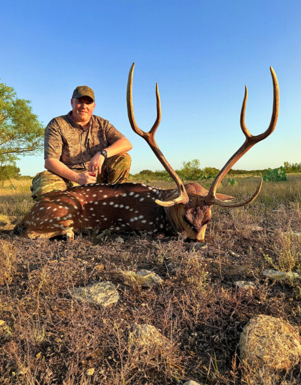 Axis Deer